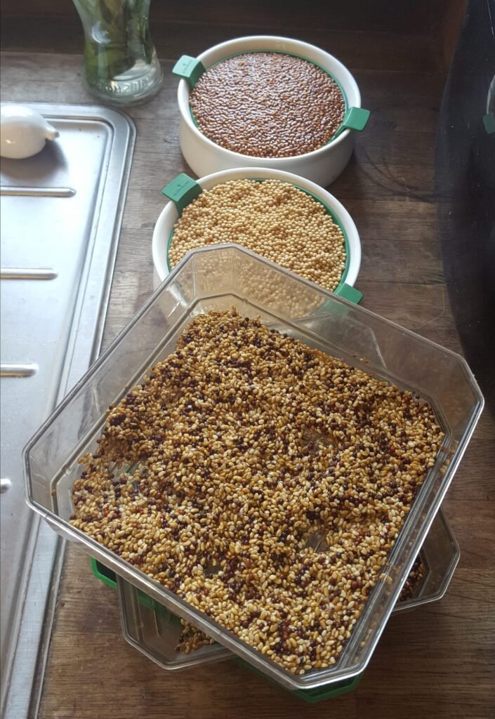 Méthode de germination des graines germées