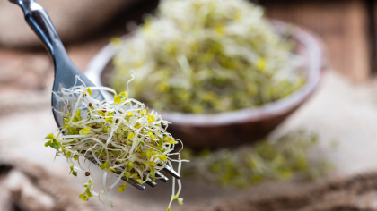 graines germées leur polyvalence culinaire