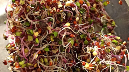 les graines germées dans la cuisine moderne