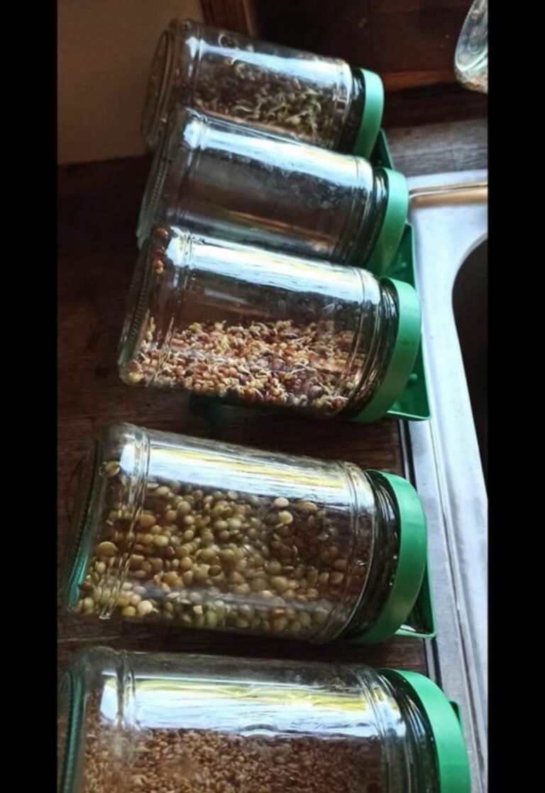 méthode de germination 2